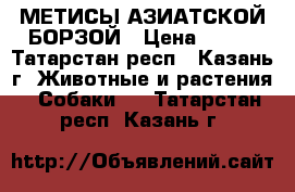 МЕТИСЫ АЗИАТСКОЙ БОРЗОЙ › Цена ­ 100 - Татарстан респ., Казань г. Животные и растения » Собаки   . Татарстан респ.,Казань г.